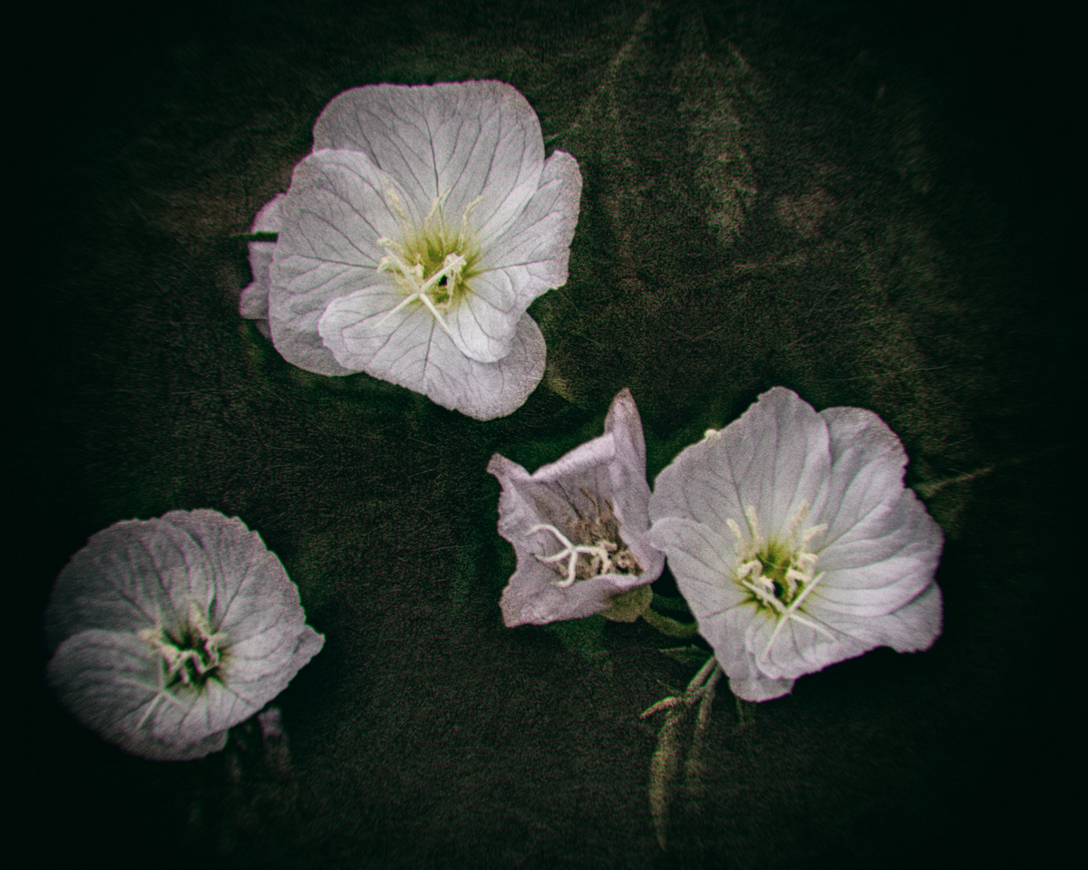 Evening Primrose Flowers blooming in the witch's garden