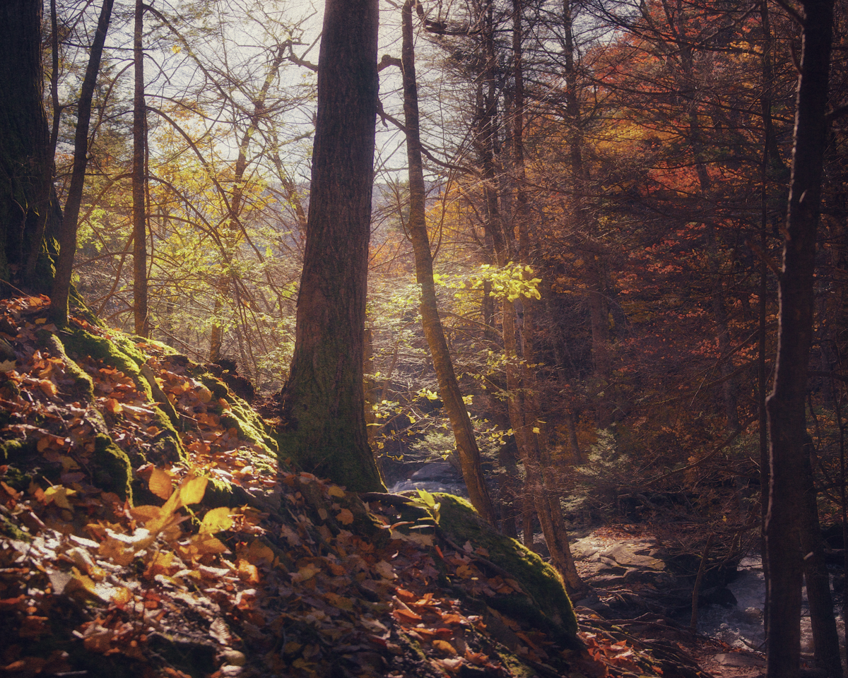 A stream through the Catskills