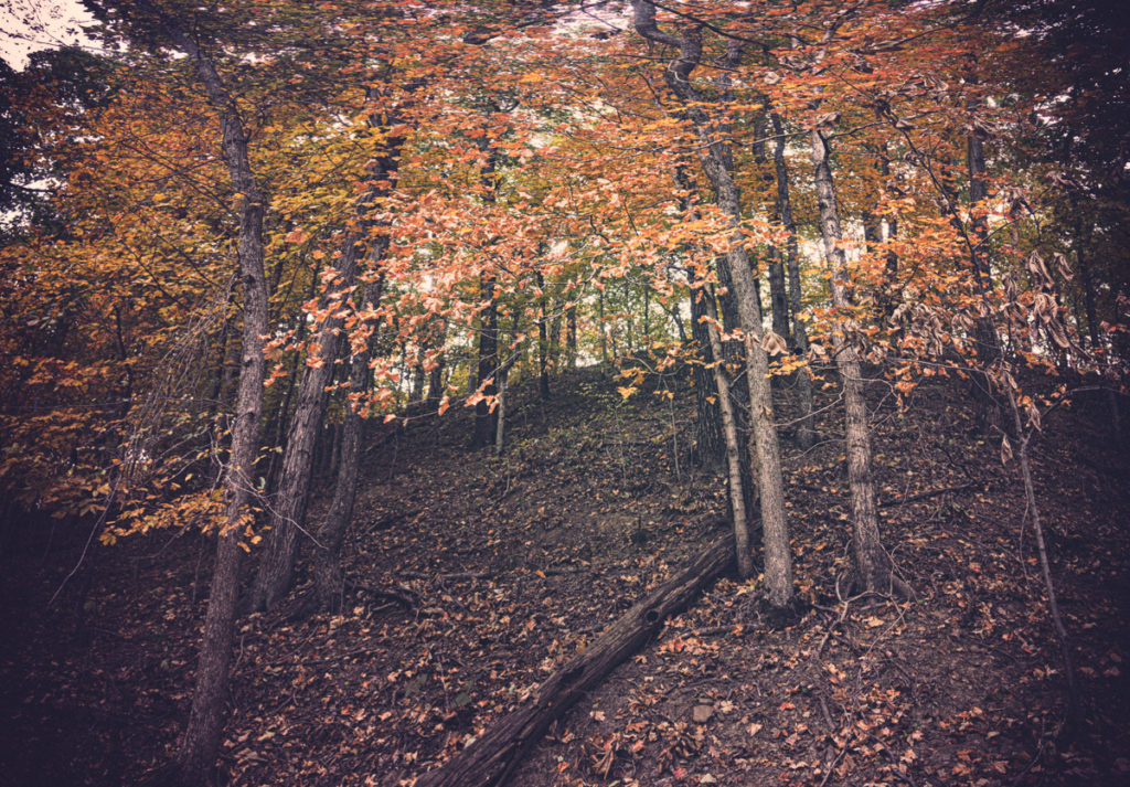 Looking up towards Big Jim's lair on Rattlesnake Bluff.