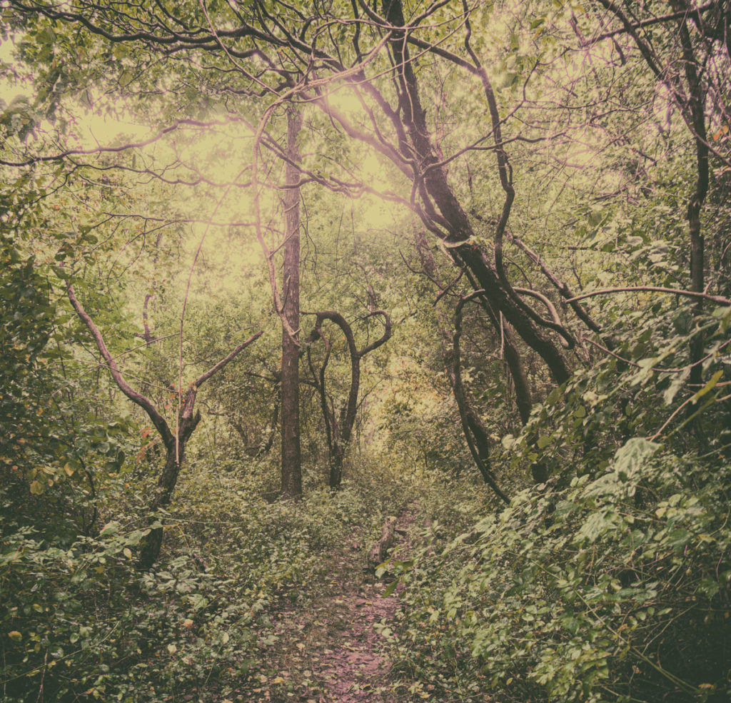 Trails on Mount Misery.