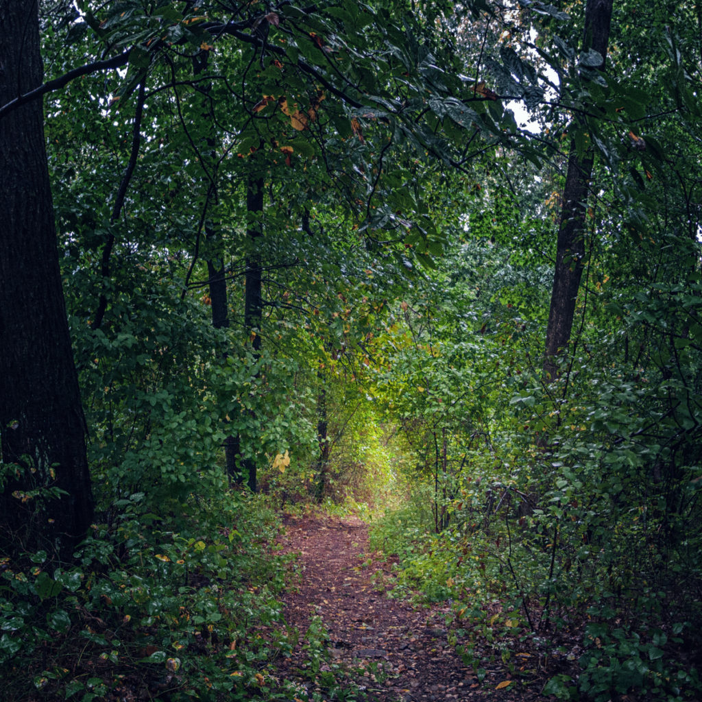 The woods of Mannetto Hills and Mount Misery are thick, the canopy often blocking the light.