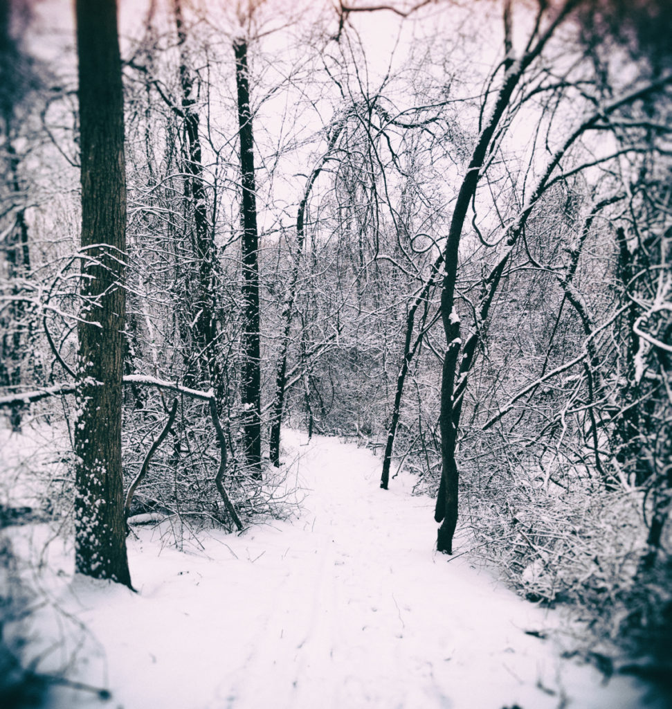 Trail through West Hills